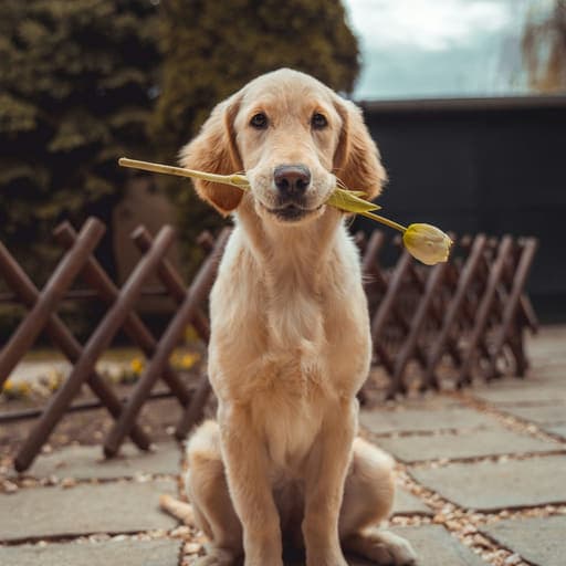 A golden retriever enjoying the day